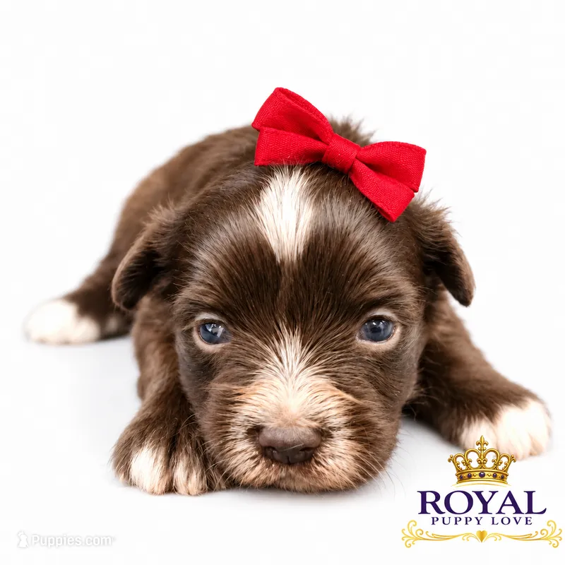 AKC Toy Baker – Miniature Schnauzer puppy for sale in Shawnee, OK