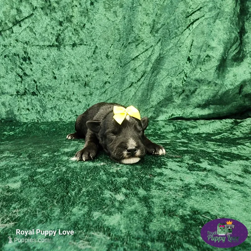 AKC Tweedy – Miniature Schnauzer puppy for sale in Shawnee, OK