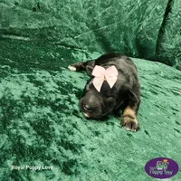 AKC Tatiana, a female Miniature Schnauzer for sale in Shawnee, OK – 3 of 4