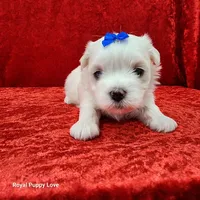AKC Joaquin, a male Maltese for sale in Shawnee, OK – 3 of 5