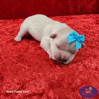 AKC Noreene, a female Maltese for sale in Shawnee, OK – 5 of 5