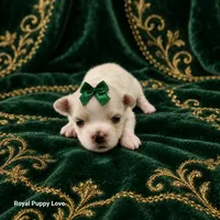 AKC Xenia, a female Maltese for sale in Shawnee, OK – 2 of 5