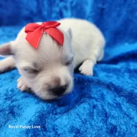 AKC Ferrari, a male Maltese for sale in Shawnee, OK – 1 of 5