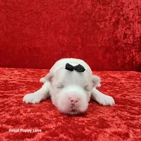 AKC Joaquin, a male Maltese for sale in Shawnee, OK – 3 of 3