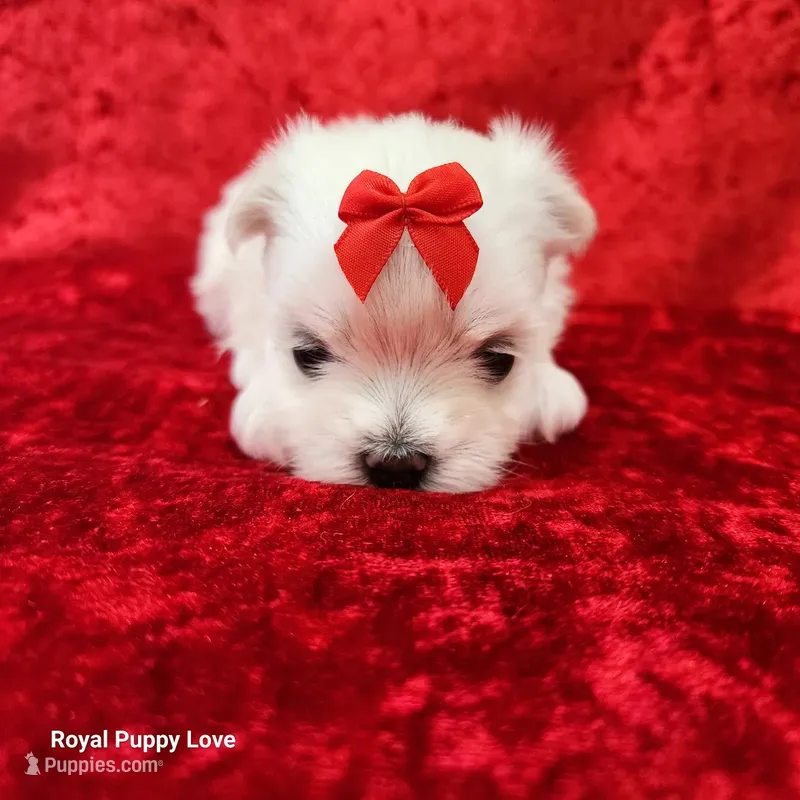 AKC Wanda – Maltese puppy for sale in Shawnee, OK