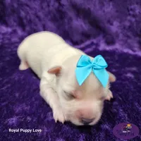 AKC Wanda, a female Maltese for sale in Shawnee, OK – 5 of 5