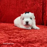 AKC Jordi, a male Maltese for sale in Shawnee, OK – 5 of 5