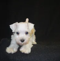AKC Princess Gilda, a female Miniature Schnauzer for sale in Shawnee, OK – Photo 2 of 3