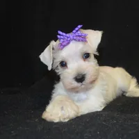 AKC Princess Gilda, a female Miniature Schnauzer for sale in Shawnee, OK – Photo 3 of 3
