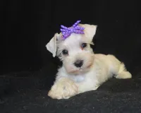 AKC Princess Gilda, a female Miniature Schnauzer for sale in Shawnee, OK – Photo 3 of 3