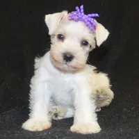 AKC Princess Gilda, a female Miniature Schnauzer for sale in Shawnee, OK – Photo 1 of 3