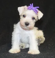 AKC Princess Gilda, a female Miniature Schnauzer for sale in Shawnee, OK – Photo 1 of 3