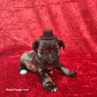 AKC Otis, a male Miniature Schnauzer for sale in Shawnee, OK – 1 of 3
