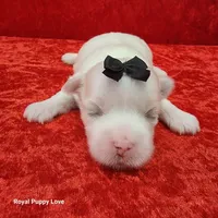 AKC Joaquin, a male Maltese for sale in Shawnee, OK – 2 of 3