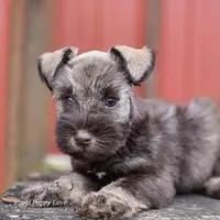 AKC Prince Gunner, a male Miniature Schnauzer for sale in Shawnee, OK – Photo 4 of 5