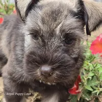 AKC Prince Gunner, a male Miniature Schnauzer for sale in Shawnee, OK – Photo 3 of 5