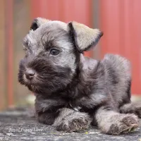 AKC Prince Gunner, a male Miniature Schnauzer for sale in Shawnee, OK – Photo 2 of 5