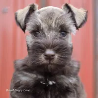 AKC Prince Gunner, a male Miniature Schnauzer for sale in Shawnee, OK – Photo 1 of 5