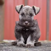 AKC Prince Gunner, a male Miniature Schnauzer for sale in Shawnee, OK – Photo 5 of 5