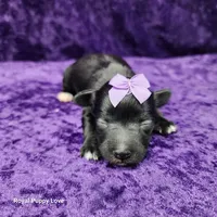 AKC Cherie, a female Miniature Schnauzer for sale in Shawnee, OK – 2 of 5