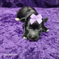 AKC Cherie, a female Miniature Schnauzer for sale in Shawnee, OK – 3 of 5