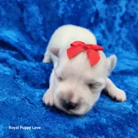 AKC Ferrari, a male Maltese for sale in Shawnee, OK – 2 of 5