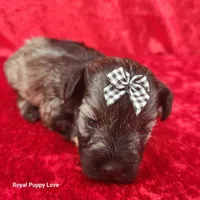 AKC Ophelia, a female Miniature Schnauzer for sale in Shawnee, OK – 2 of 3
