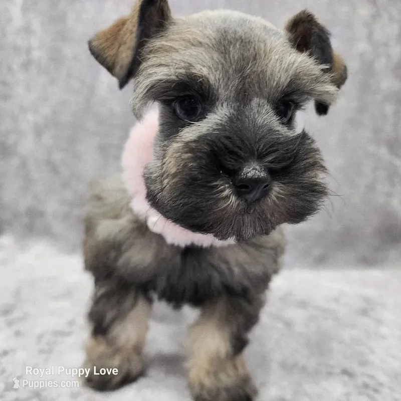 AKC Ophelia – Miniature Schnauzer puppy for sale in Shawnee, OK