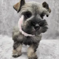 AKC Ophelia, a female Miniature Schnauzer for sale in Shawnee, OK – 1 of 5