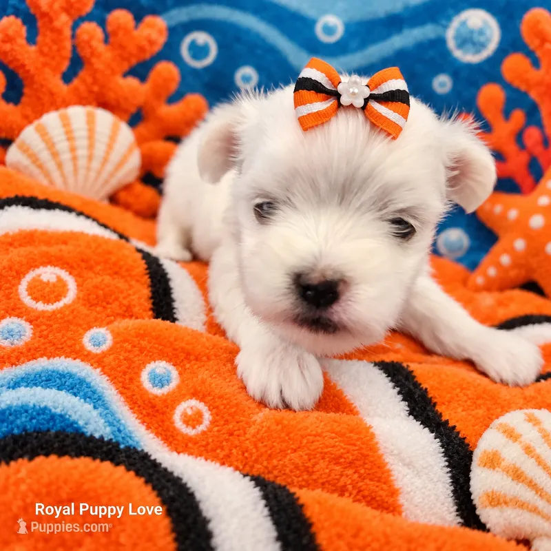AKC Nemo – Maltese puppy for sale in Shawnee, OK