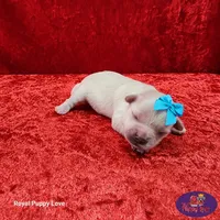 AKC Noreene, a female Maltese for sale in Shawnee, OK – 4 of 5