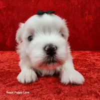AKC Jordi, a male Maltese for sale in Shawnee, OK – 3 of 5