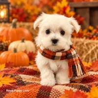AKC Raquelle, a female Maltese for sale in Shawnee, OK – 2 of 5