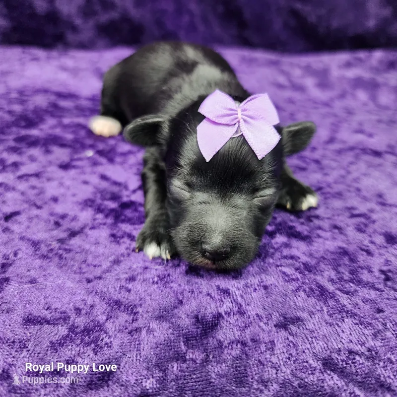 AKC Cherie – Miniature Schnauzer puppy for sale in Shawnee, OK