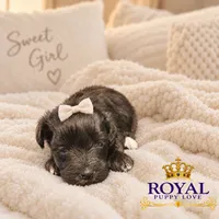 AKC Toy Cherie, a female Miniature Schnauzer for sale in Shawnee, OK – 3 of 5