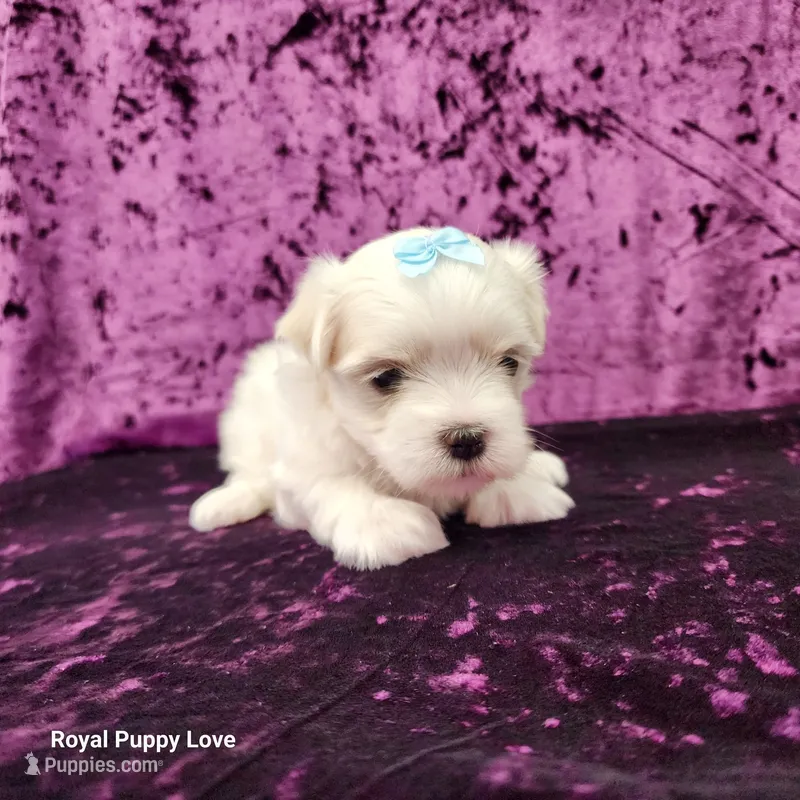 AKC Skye – Maltese puppy for sale in Shawnee, OK