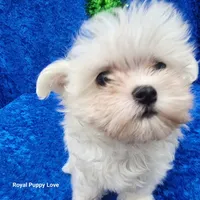 AKC Sprite, a male Maltese for sale in Shawnee, OK – 3 of 5