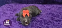 AKC Ghirardelli, a male Miniature Schnauzer for sale in Shawnee, OK – 2 of 3