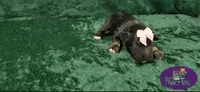 AKC Tatiana, a female Miniature Schnauzer for sale in Shawnee, OK – 2 of 4