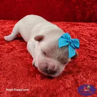 AKC Noreene, a female Maltese for sale in Shawnee, OK – 2 of 5