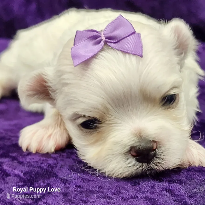 AKC Yumi – Maltese puppy for sale in Shawnee, OK