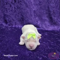 AKC Willy, a male Maltese for sale in Shawnee, OK – 3 of 6