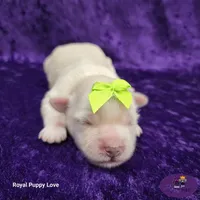 AKC Willy, a male Maltese for sale in Shawnee, OK – 4 of 6