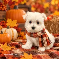 AKC Raquelle, a female Maltese for sale in Shawnee, OK – 3 of 5