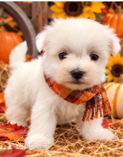 AKC Ferrari – Maltese puppy for sale in Shawnee, OK