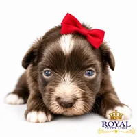 AKC Toy Baker, a male Miniature Schnauzer for sale in Shawnee, OK – 3 of 4