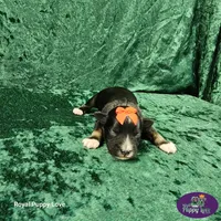 AKC Titus, a male Miniature Schnauzer for sale in Shawnee, OK – 1 of 5