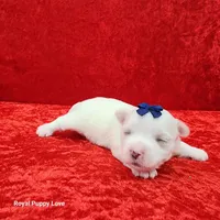 AKC Julio, a male Maltese for sale in Shawnee, OK – 3 of 3