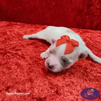 AKC Nita, a female Maltese for sale in Shawnee, OK – 5 of 5