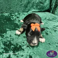 AKC Titus, a male Miniature Schnauzer for sale in Shawnee, OK – 3 of 5